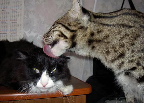 开云体育平台APP-神谕之诗，当约基奇在意甲的黄昏中，写下灰熊早已预言的结局