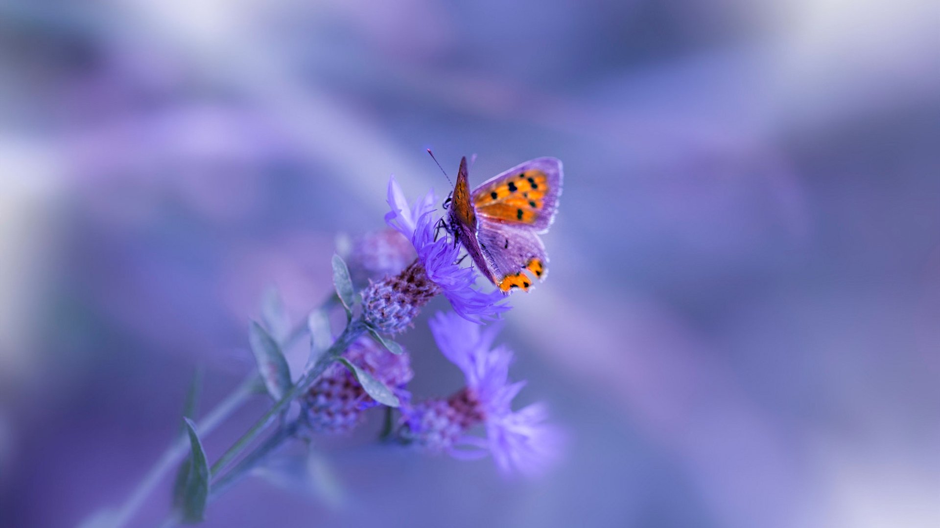 ‘如果’的艺术，加纳生死战取胜希腊，德布劳内成为关键先生